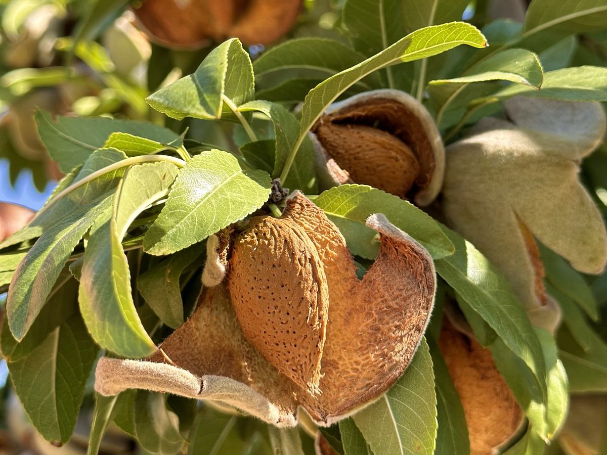 Almendras abriéndose en la rama, listas para cosechar