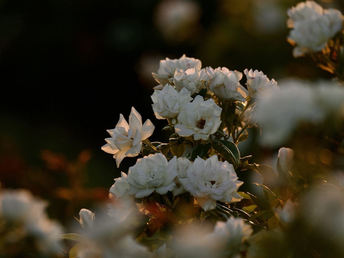 Flores en el jardín del casco de la finca