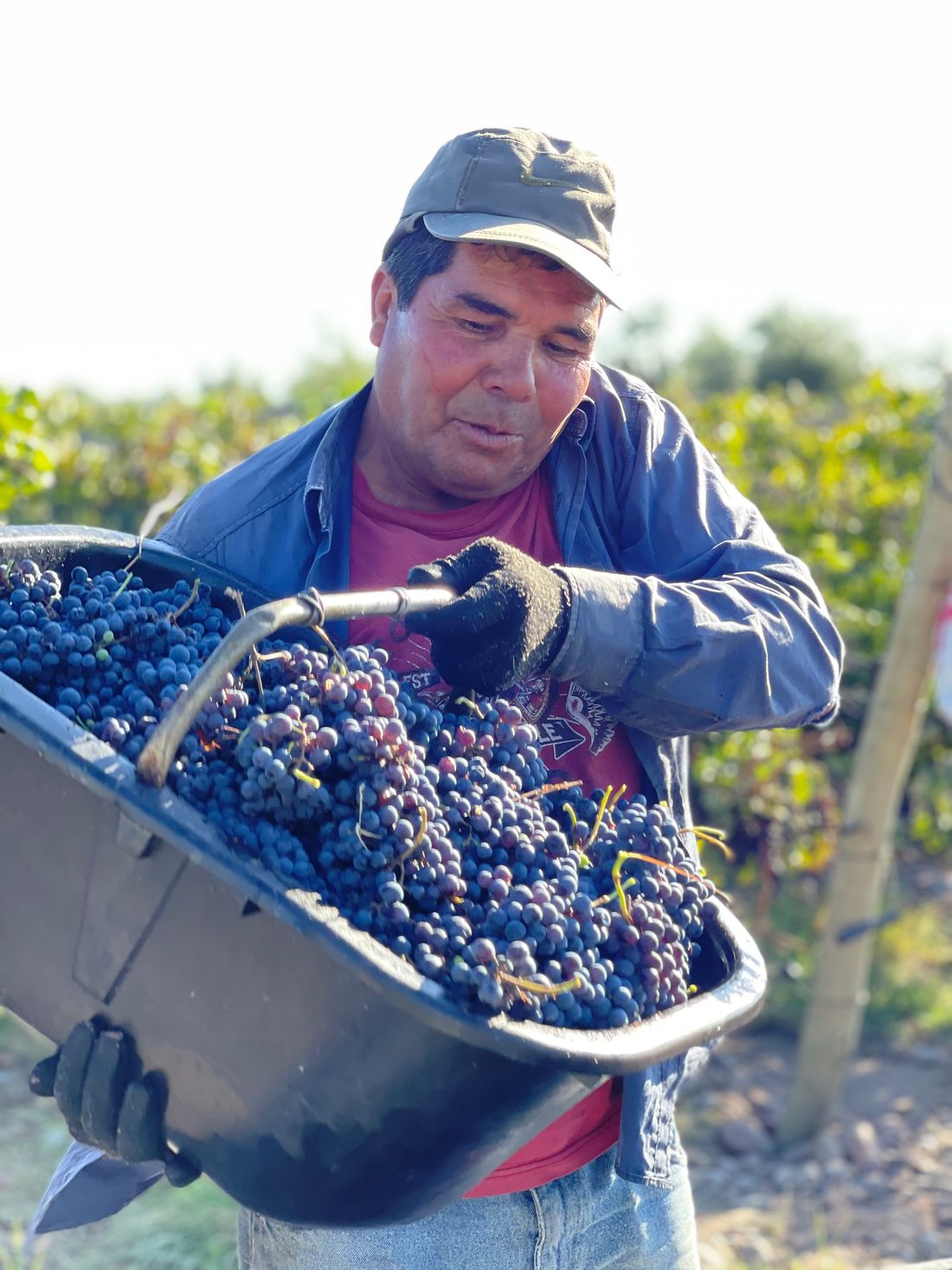 Cosecha manual en Finca Bautem