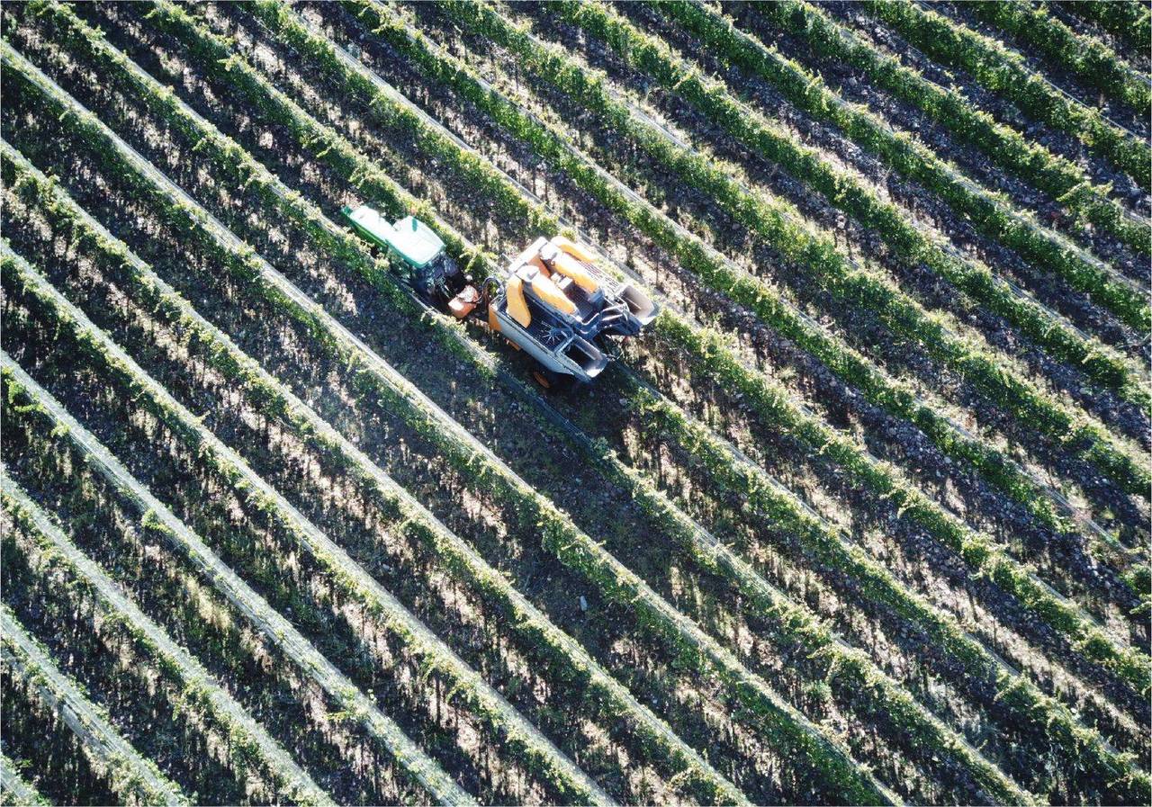 La cosechadora recorriendo las hileras de Finca Bautem, vista desde el aire