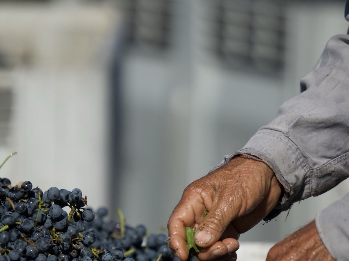 Control de la uva en el bin, en plena cosecha