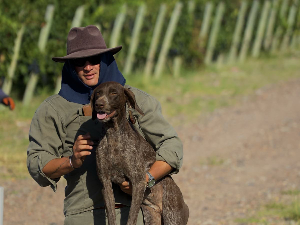 Un trabajador de la finca con su perro, entre las hileras